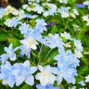 ヒメ日記 2025/06/29 07:46 投稿 田村美紀 五十路マダム 岐阜店