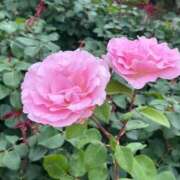 ヒメ日記 2025/06/29 11:10 投稿 田村美紀 五十路マダム 岐阜店