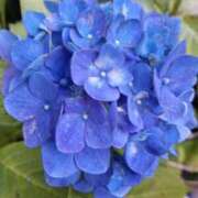 ヒメ日記 2025/06/29 18:02 投稿 田村美紀 五十路マダム 岐阜店