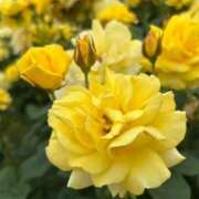 ヒメ日記 2025/07/01 14:42 投稿 田村美紀 五十路マダム 岐阜店