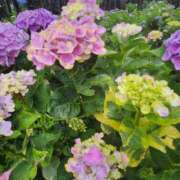 ヒメ日記 2025/07/02 05:30 投稿 田村美紀 五十路マダム 岐阜店