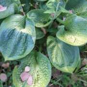 ヒメ日記 2025/07/03 20:04 投稿 田村美紀 五十路マダム 岐阜店