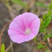 ヒメ日記 2025/07/06 05:30 投稿 田村美紀 五十路マダム 岐阜店