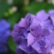 ヒメ日記 2025/07/08 05:30 投稿 田村美紀 五十路マダム 岐阜店