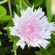 ヒメ日記 2025/07/09 20:04 投稿 田村美紀 五十路マダム 岐阜店