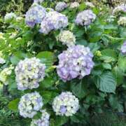 ヒメ日記 2025/07/09 20:18 投稿 田村美紀 五十路マダム 岐阜店