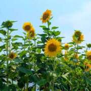 ヒメ日記 2025/07/09 20:24 投稿 田村美紀 五十路マダム 岐阜店