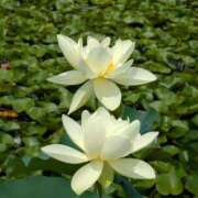 ヒメ日記 2025/07/10 20:00 投稿 田村美紀 五十路マダム 岐阜店