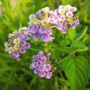 ヒメ日記 2025/07/12 05:30 投稿 田村美紀 五十路マダム 岐阜店