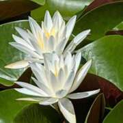 ヒメ日記 2025/07/12 20:02 投稿 田村美紀 五十路マダム 岐阜店