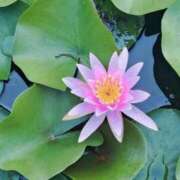 ヒメ日記 2025/07/13 07:26 投稿 田村美紀 五十路マダム 岐阜店