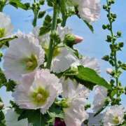 ヒメ日記 2025/07/13 20:04 投稿 田村美紀 五十路マダム 岐阜店