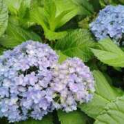 ヒメ日記 2025/07/14 05:30 投稿 田村美紀 五十路マダム 岐阜店