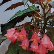 ヒメ日記 2025/07/15 06:20 投稿 田村美紀 五十路マダム 岐阜店