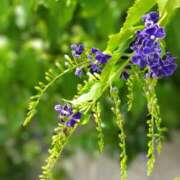 ヒメ日記 2025/07/16 05:30 投稿 田村美紀 五十路マダム 岐阜店