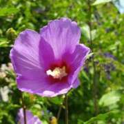 ヒメ日記 2025/07/17 05:30 投稿 田村美紀 五十路マダム 岐阜店