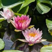 ヒメ日記 2025/07/17 20:04 投稿 田村美紀 五十路マダム 岐阜店