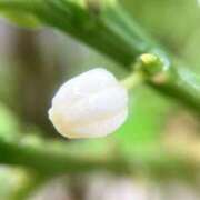 ヒメ日記 2025/07/18 05:30 投稿 田村美紀 五十路マダム 岐阜店