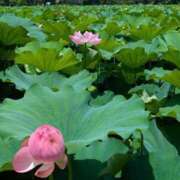 ヒメ日記 2025/07/18 18:04 投稿 田村美紀 五十路マダム 岐阜店