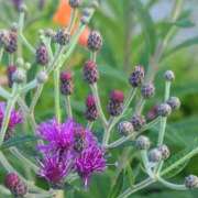 ヒメ日記 2025/07/19 05:30 投稿 田村美紀 五十路マダム 岐阜店