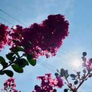 ヒメ日記 2025/07/19 20:02 投稿 田村美紀 五十路マダム 岐阜店