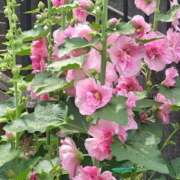 ヒメ日記 2025/07/20 06:20 投稿 田村美紀 五十路マダム 岐阜店