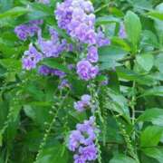 ヒメ日記 2025/07/23 06:20 投稿 田村美紀 五十路マダム 岐阜店