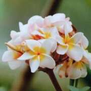 ヒメ日記 2025/07/23 20:04 投稿 田村美紀 五十路マダム 岐阜店