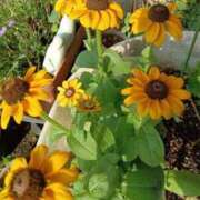 ヒメ日記 2025/07/24 05:30 投稿 田村美紀 五十路マダム 岐阜店