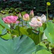 ヒメ日記 2025/07/25 06:46 投稿 田村美紀 五十路マダム 岐阜店