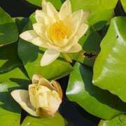 ヒメ日記 2025/07/26 05:30 投稿 田村美紀 五十路マダム 岐阜店