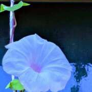 ヒメ日記 2025/07/26 20:04 投稿 田村美紀 五十路マダム 岐阜店