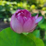 ヒメ日記 2025/07/29 19:16 投稿 田村美紀 五十路マダム 岐阜店