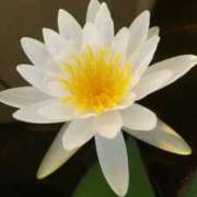 ヒメ日記 2025/07/30 20:04 投稿 田村美紀 五十路マダム 岐阜店