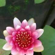 ヒメ日記 2025/07/31 05:30 投稿 田村美紀 五十路マダム 岐阜店