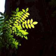 ヒメ日記 2025/08/01 20:02 投稿 田村美紀 五十路マダム 岐阜店