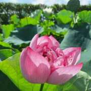 ヒメ日記 2025/08/02 05:30 投稿 田村美紀 五十路マダム 岐阜店