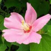 ヒメ日記 2025/08/04 05:30 投稿 田村美紀 五十路マダム 岐阜店