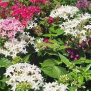 ヒメ日記 2025/08/06 05:30 投稿 田村美紀 五十路マダム 岐阜店