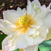 ヒメ日記 2025/08/08 20:04 投稿 田村美紀 五十路マダム 岐阜店