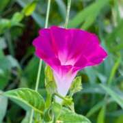 ヒメ日記 2025/08/09 05:30 投稿 田村美紀 五十路マダム 岐阜店