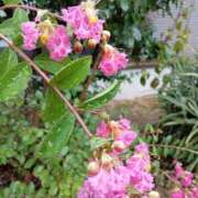 ヒメ日記 2025/08/09 13:50 投稿 田村美紀 五十路マダム 岐阜店