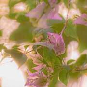 ヒメ日記 2025/08/12 19:52 投稿 田村美紀 五十路マダム 岐阜店