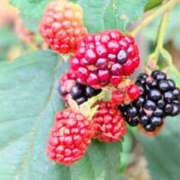 ヒメ日記 2025/08/13 19:02 投稿 田村美紀 五十路マダム 岐阜店