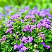 ヒメ日記 2025/08/14 08:02 投稿 田村美紀 五十路マダム 岐阜店