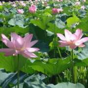 ヒメ日記 2025/08/14 18:32 投稿 田村美紀 五十路マダム 岐阜店