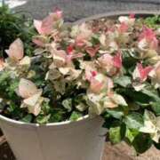 ヒメ日記 2025/08/16 19:30 投稿 田村美紀 五十路マダム 岐阜店