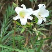 ヒメ日記 2025/08/17 22:16 投稿 田村美紀 五十路マダム 岐阜店