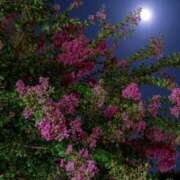 ヒメ日記 2025/08/18 20:02 投稿 田村美紀 五十路マダム 岐阜店