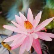 ヒメ日記 2025/08/19 05:30 投稿 田村美紀 五十路マダム 岐阜店